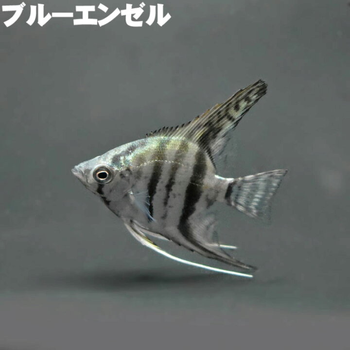 楽天市場】ブルーエンゼル 熱帯魚 エンゼルフィッシュ 観賞魚 魚 