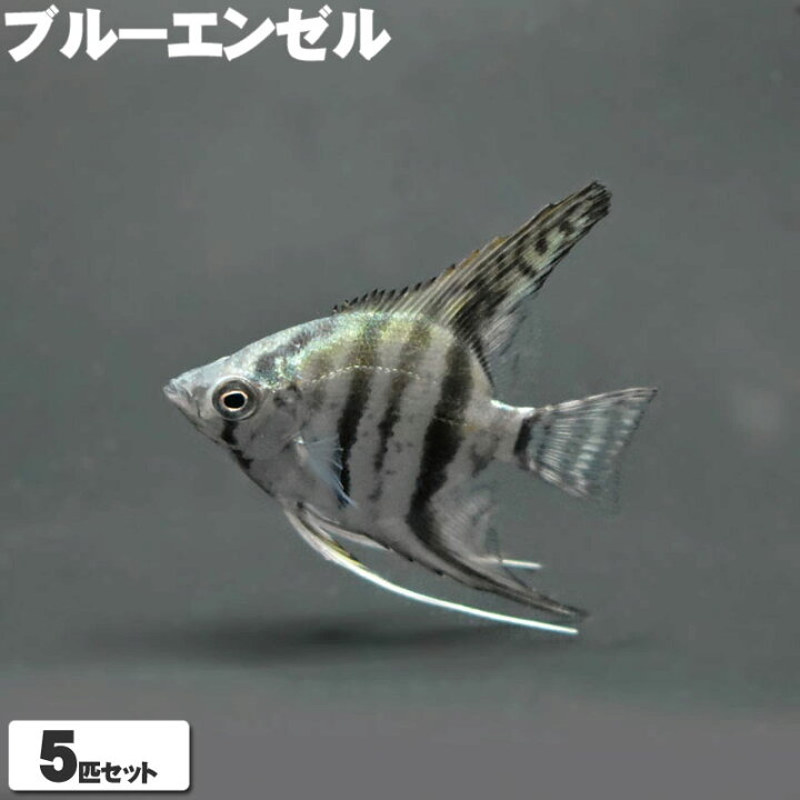 楽天市場】ブルーエンゼル 熱帯魚 エンゼルフィッシュ 観賞魚 魚 