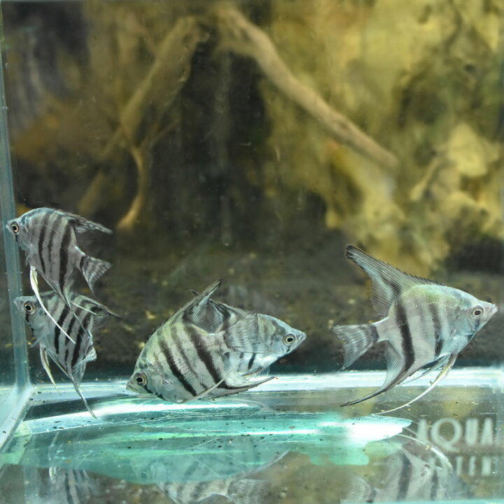 楽天市場】ブルーエンゼル 熱帯魚 エンゼルフィッシュ 観賞魚 魚 