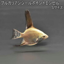 楽天市場】エンゼル メダカの通販