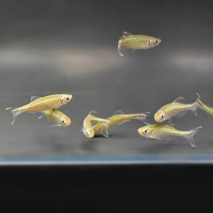 楽天市場】ジャイアントダニオ 中型 熱帯魚 観賞魚 きれい 金色 青色 
