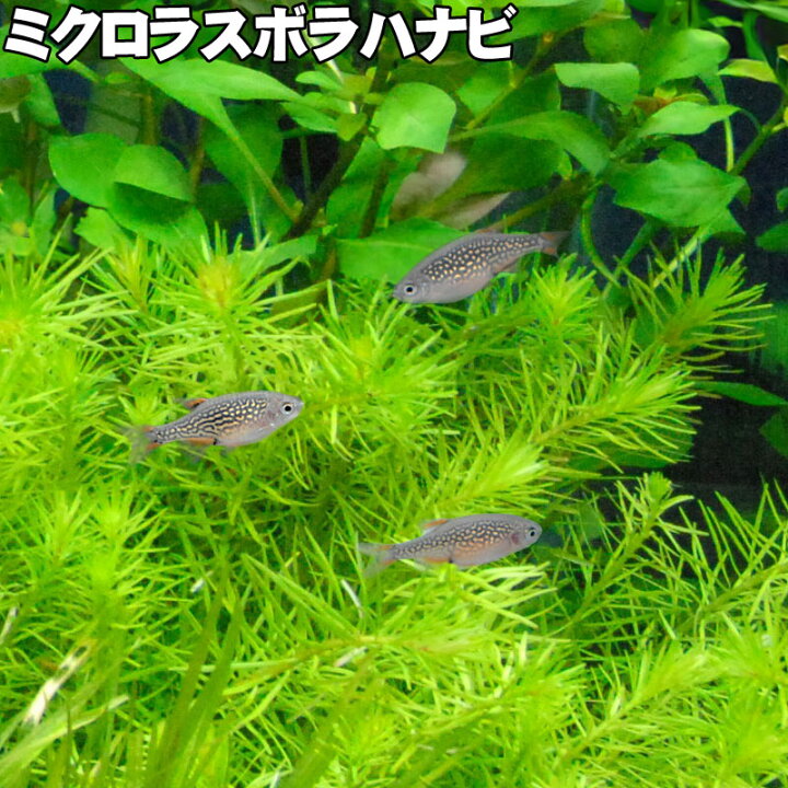 楽天市場】ミクロラスボラハナビ ラスボラ 小型 熱帯魚 観賞魚 きれい 