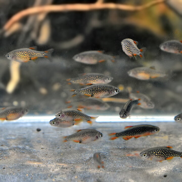 楽天市場】ミクロラスボラハナビ ラスボラ 小型 熱帯魚 観賞魚 きれい 