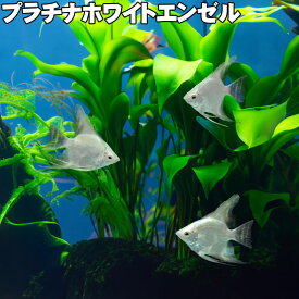 (熱帯魚) プラチナホワイトエンゼル (4～5cm) 観賞魚 生体 アクアリウム