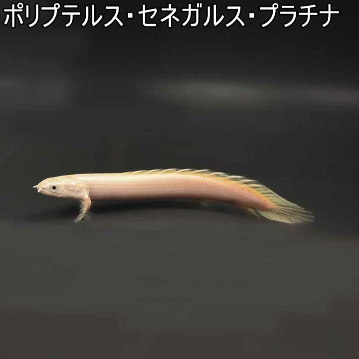 楽天市場】ポリプテルス・セネガルス ・プラチナ 熱帯魚 ポリプテルス 