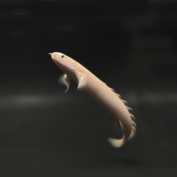 楽天市場】ポリプテルス・セネガルス ・プラチナ 熱帯魚 ポリプテルス 