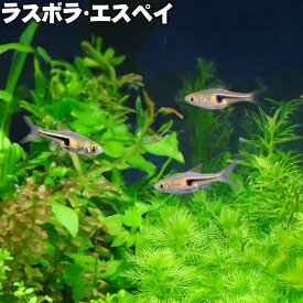 (熱帯魚) ラスボラ・エスペイ (2～2.5cm) 観賞魚 生体 アクアリウム