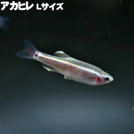 (熱帯魚) アカヒレ Lサイズ (2.5～3cm) 観賞魚 生体 アクアリウム