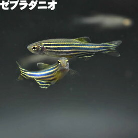 (熱帯魚) ゼブラダニオ (3～4cm) 観賞魚 生体 アクアリウム