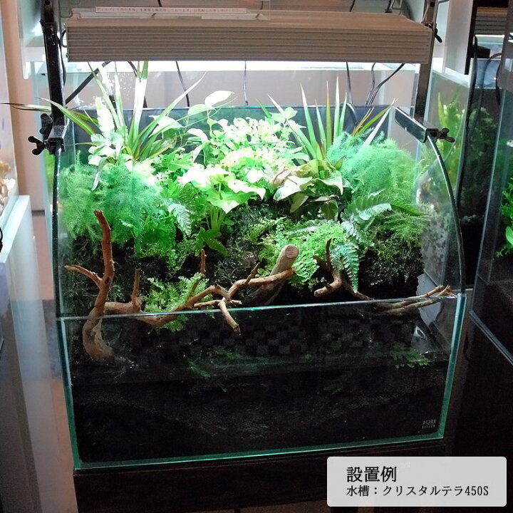 楽天市場】水槽 45cm ガラス水槽【45×30×20/35cm】クリスタルテラ450S 