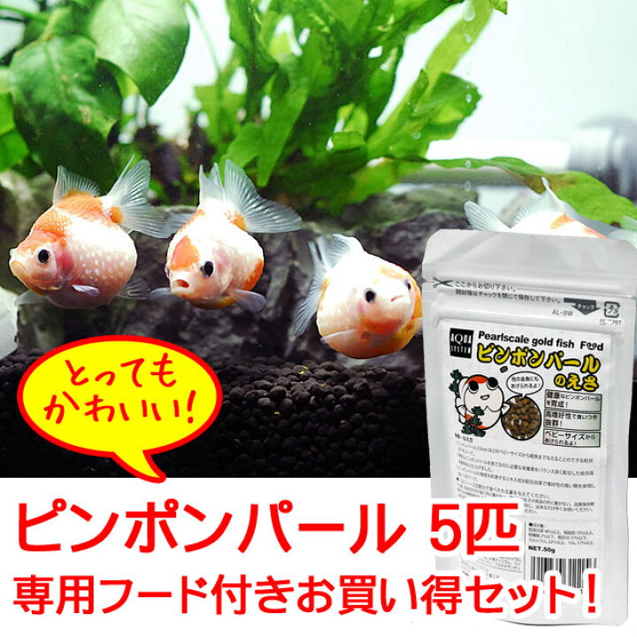 楽天市場 金魚 ピンポンパール 4 4 5cm前後 5匹セット ピンポンパールのえさ エサ付き 金魚 きんぎょ 観賞魚 生体 かわいい 飼育 餌 えさ フード アクアステージ
