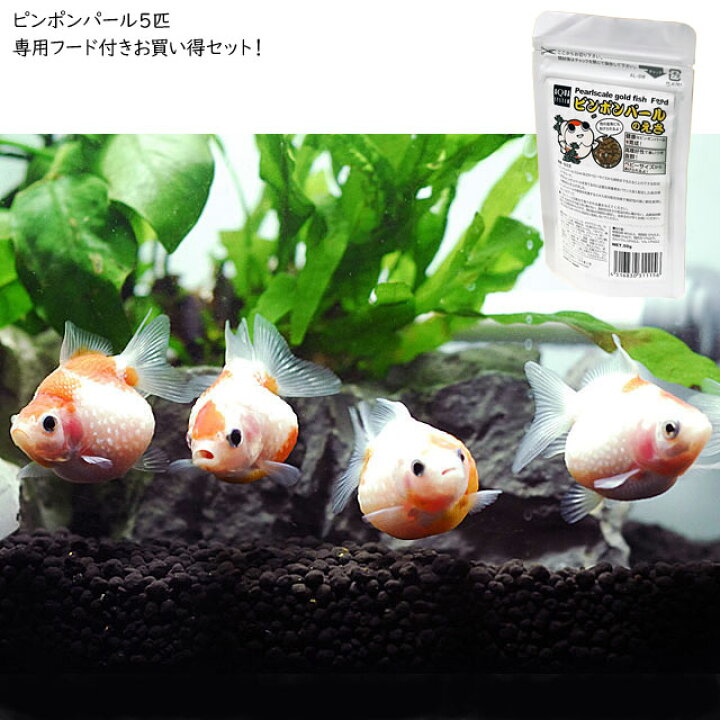 楽天市場 金魚 ピンポンパール Mサイズ 5匹セット ピンポンパールのえさ 金魚 観賞魚 生体 かわいい 飼育 餌 えさ フード アクアステージ