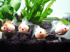 楽天市場 ピンポンパールの通販