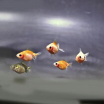 楽天市場】90cm 水槽（観賞魚｜熱帯魚・アクアリウム）：ペット 