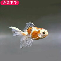 楽天市場】金魚 桜東錦の通販