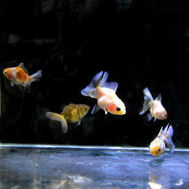 楽天市場 瘤 頭 観賞魚 熱帯魚 アクアリウム ペット ペットグッズの通販