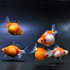 (金魚) ピンポンパール (4～4.5cm) 【3匹セット】 (金魚/観賞魚/生体/かわいい)
