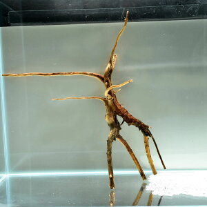 沈む 枝状流木(ブランチウッド)【厳選一点物】商品番号:bok-231☆幅 約28cm、奥行き 約28cm、高さ 約30cm☆