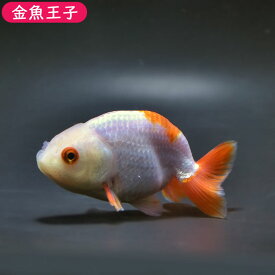 【金魚王子】更紗らんちゅう(9センチ前後) 個体番号:bgt136　金魚 きんぎょ 生体 らんちゅう 厳選個体