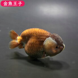 【金魚王子】メノウらんちゅう(8.5cm前後) 個体番号:bgt399　金魚 きんぎょ 生体 らんちゅう 厳選個体