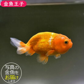 【金魚王子】レッドらんちゅう 9.5センチ前後 (個体番号:bgt566) 金魚 きんぎょ 生体 らんちゅう 厳選個体