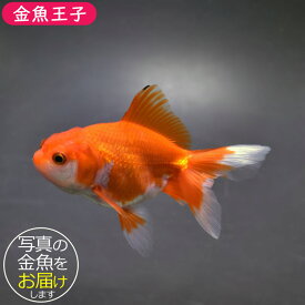 【金魚王子】レッドオランダ 9cm前後 (個体番号：bgt613) 金魚 きんぎょ 生体 オランダ獅子頭 厳選個体