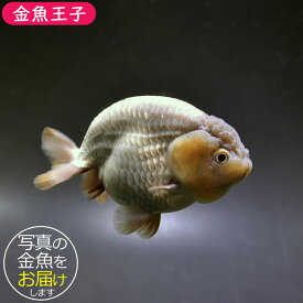 【金魚王子】メノウらんちゅう 10.5cm前後 (個体番号：ghj132) 金魚 きんぎょ 生体 らんちゅう 厳選個体