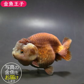 【金魚王子】メノウらんちゅう 10cm前後 (個体番号：ghj134) 金魚 きんぎょ 生体 らんちゅう 厳選個体