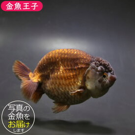 【金魚王子】メノウらんちゅう 10.5cm前後 (個体番号：ghj135) 金魚 きんぎょ 生体 らんちゅう 厳選個体