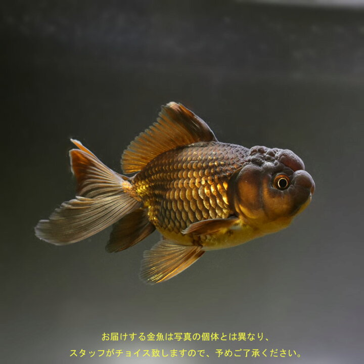 楽天市場】金魚 生体 販売 金魚 黒色 魚 飼育 ペット【黒オランダ 13 