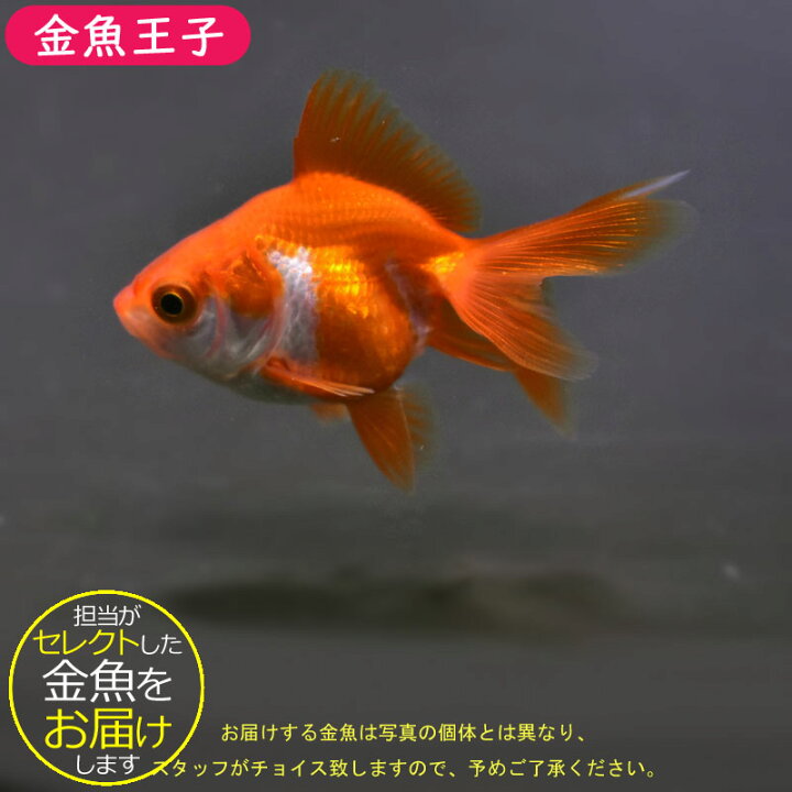 楽天市場】金魚 生体 販売 金魚 更紗 魚 飼育 ペット【更紗琉金 6±1cm 