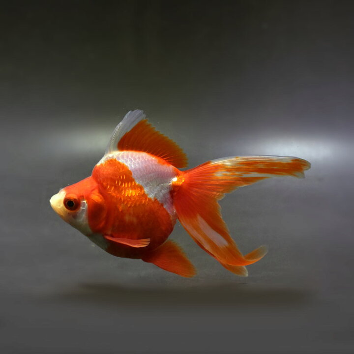 楽天市場】【金魚王子】更紗琉金 12cm前後 (個体番号：cde133) 金魚 