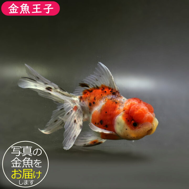 楽天市場】【金魚王子】東錦 14.5cm前後 (個体番号：cde143) 金魚 