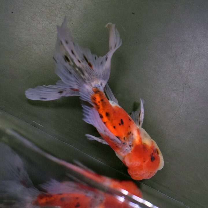 楽天市場】【金魚王子】東錦 14.5cm前後 (個体番号：cde143) 金魚 