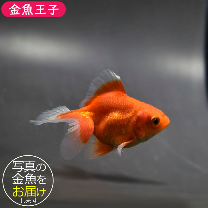楽天市場】【金魚王子】土佐金(土佐錦魚) 7±1cm前後 (個体番号：cde335 