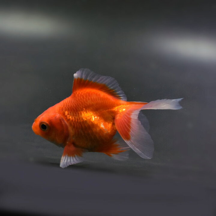 楽天市場】【金魚王子】土佐金(土佐錦魚) 7±1cm前後 (個体番号：cde335 