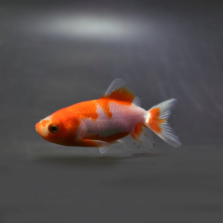 楽天市場】【金魚王子】更紗三ツ尾和金 7.5〜8cm前後 (個体番号 