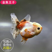楽天市場】ハーフムーンオランダの通販