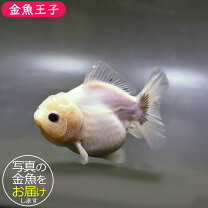 楽天市場】金魚 ハーフムーン セットの通販