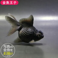【金魚王子】黒竜 8±1cm前後 (個体番号：zaq783) 金魚 きんぎょ 生体 パールスケール 厳選個体