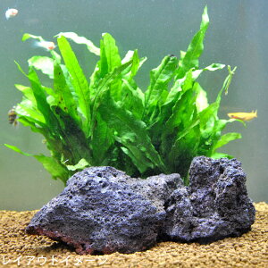 火山石(黒) 3個セット (形状おまかせ) 天然石 レイアウト アクアリウム