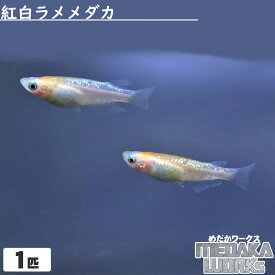 【めだかワークス】紅白ラメメダカ めだか 成魚 観賞魚 淡水魚 飼育 アクアリウム 生体