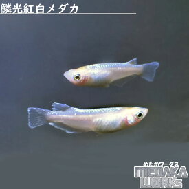 【めだかワークス】鱗光紅白メダカ めだか 成魚 観賞魚 淡水魚 飼育 アクアリウム 生体