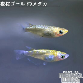 【めだかワークス】夜桜ゴールドXメダカ めだか 成魚 観賞魚 淡水魚 飼育 アクアリウム 生体