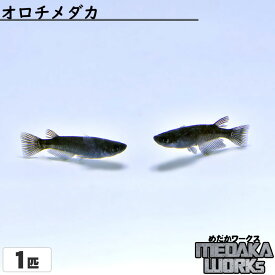 【めだかワークス】オロチメダカ【1匹】めだか 成魚 観賞魚 淡水魚 飼育 アクアリウム 生体