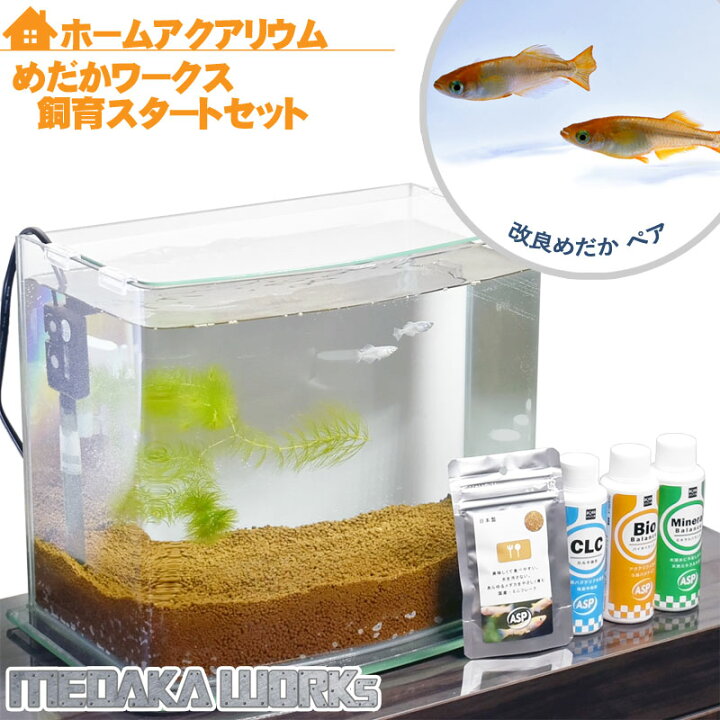 楽天市場 数量限定 送料無料 めだかワークス 飼育スタートセット ルノアール プレゼント付 初心者 簡単 家族の団欒 インテリア 癒しに プレゼント サポート アクアステージ