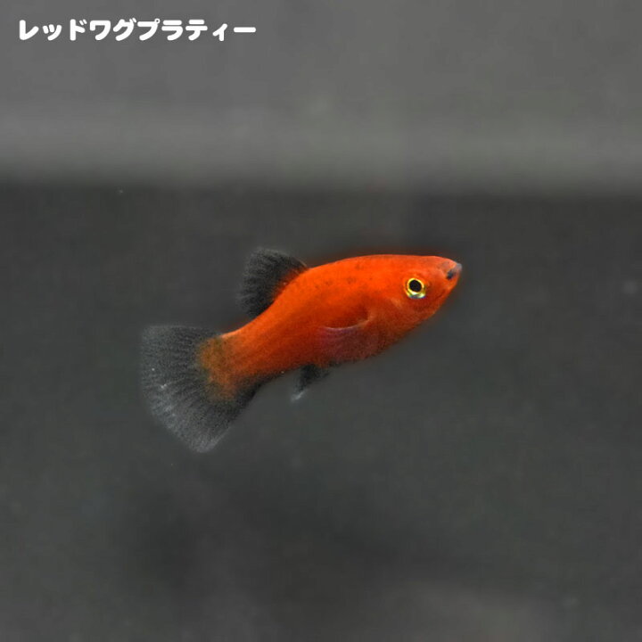 楽天市場】レッドワグプラティ 熱帯魚 プラティー 定番 観賞魚 
