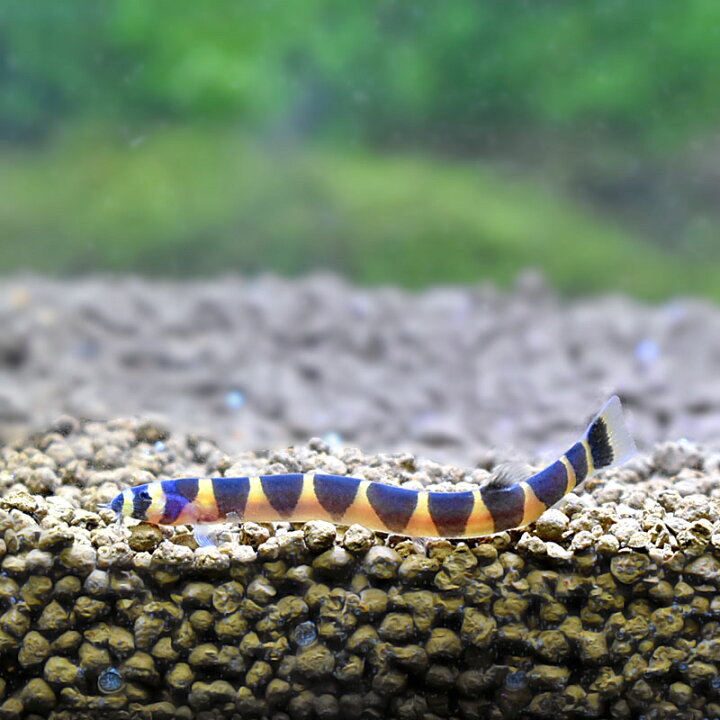 楽天市場 熱帯魚 クーリーローチ 3匹セット 生体 アクアステージ