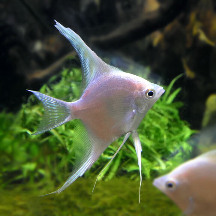 楽天市場 熱帯魚 プラチナホワイトエンゼルフィッシュ 1匹 生体 アクアステージ