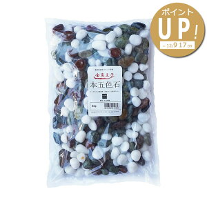 q {ܐF y4kgz ANAVXe  LM 񂬂   a CAEg ʐ  ANAE piyptupz